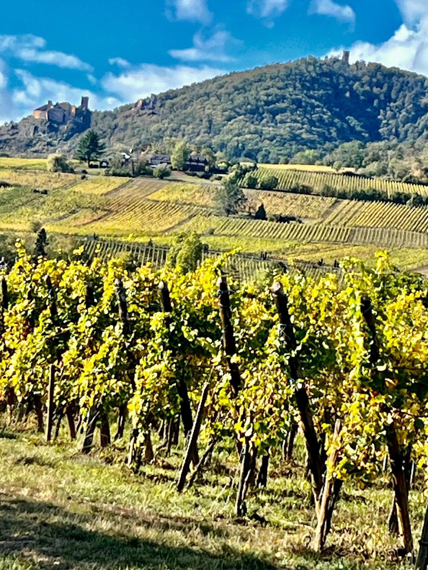 Maison Independante De Montagne En Alsace Bellefosse 외부 사진