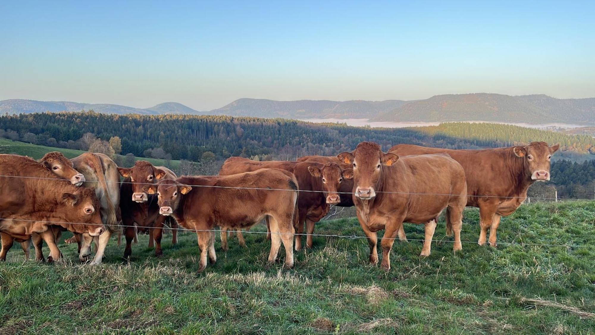 Maison Independante De Montagne En Alsace Bellefosse 외부 사진
