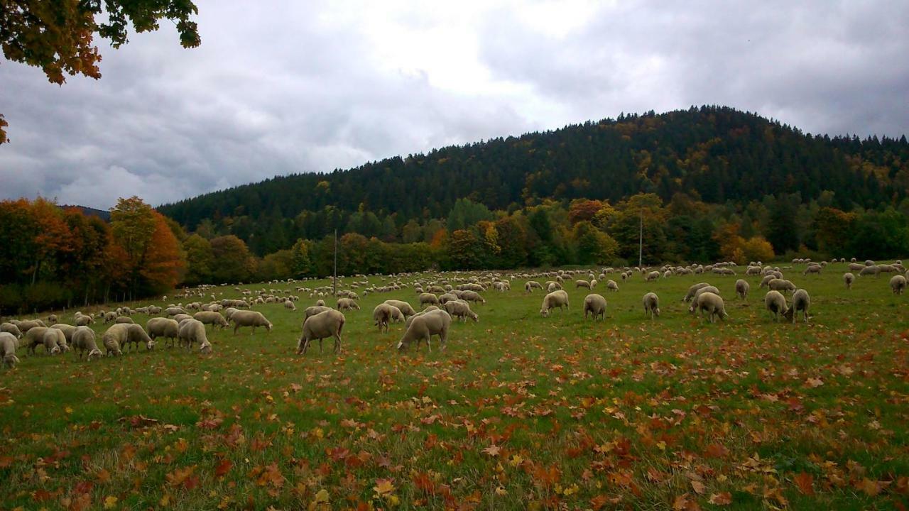 Maison Independante De Montagne En Alsace Bellefosse 외부 사진